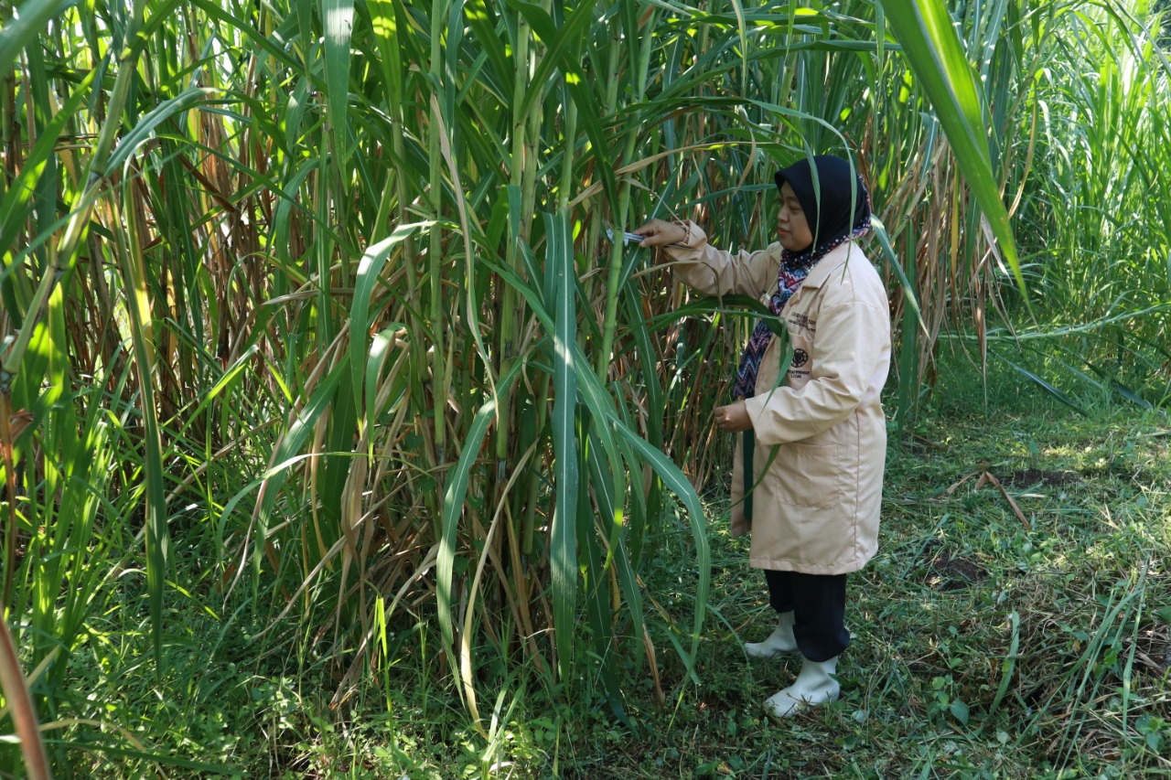 Fakultas Peternakan UGM Kembangkan Rumput Unggul Hasil Radiasi Sinar Gamma